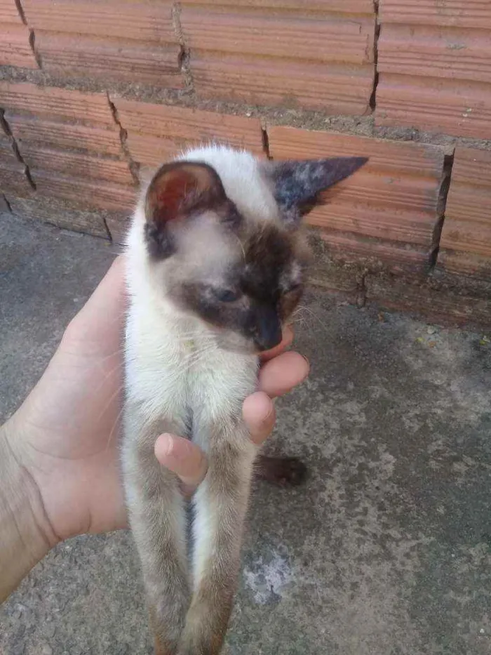 Gato ra a Normal idade 7 a 11 meses nome Sem nome