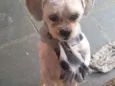 Bolinha