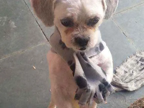 Cachorro ra a Lhaza Apso idade 5 anos nome Bolinha