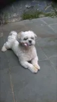 Bolinha