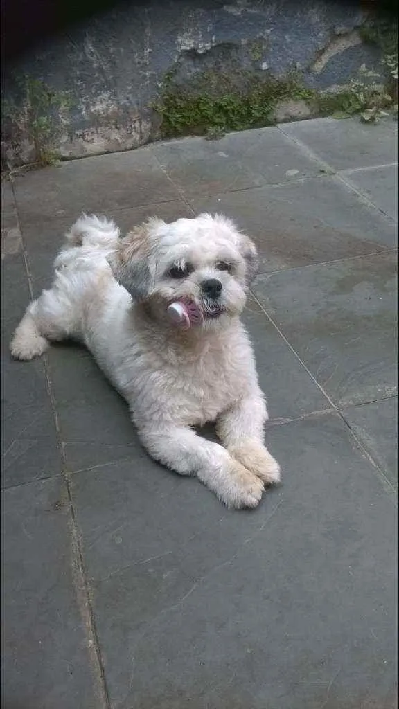 Cachorro ra a Lhaza Apso idade 5 anos nome Bolinha