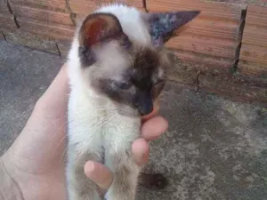 Gato raça Normal idade 7 a 11 meses nome Sem nome