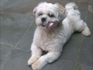 Cachorro raça Lhaza Apso idade 5 anos nome Bolinha