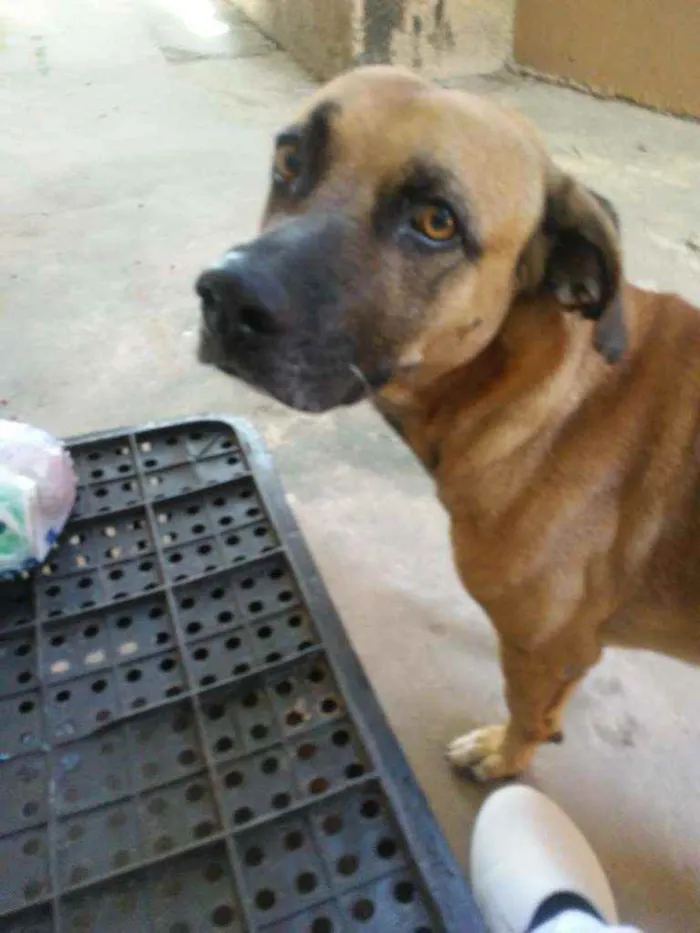 Cachorro raça Viralata idade 7 a 11 meses nome Caramelo