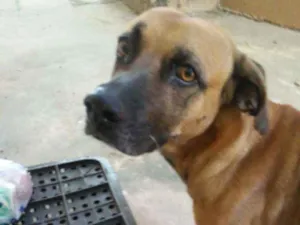 Cachorro raça Viralata idade 7 a 11 meses nome Caramelo