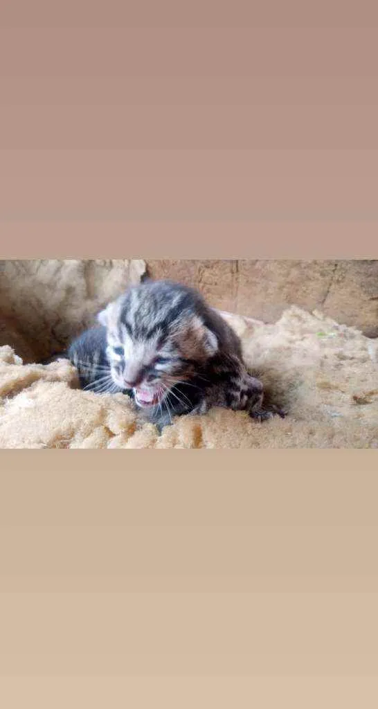 Gato raça Gato comum idade Abaixo de 2 meses nome Sem nome