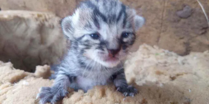 Gato raça Gato comum idade Abaixo de 2 meses nome Sem nome