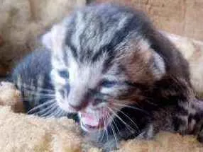 Gato raça Gato comum idade Abaixo de 2 meses nome Sem nome