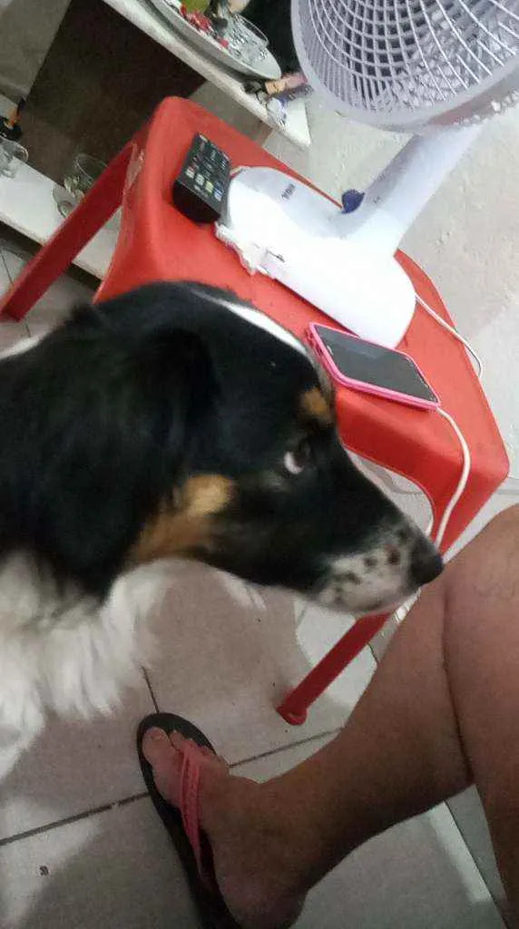 Cachorro ra a Mistiça  idade 2 anos nome Maya Jagochitz