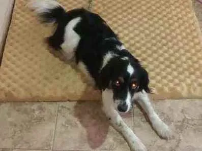 Cachorro ra a Mistiça  idade 2 anos nome Maya Jagochitz