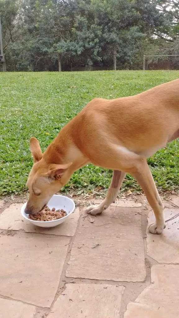 Cachorro ra a SRD idade 1 ano nome KIARA