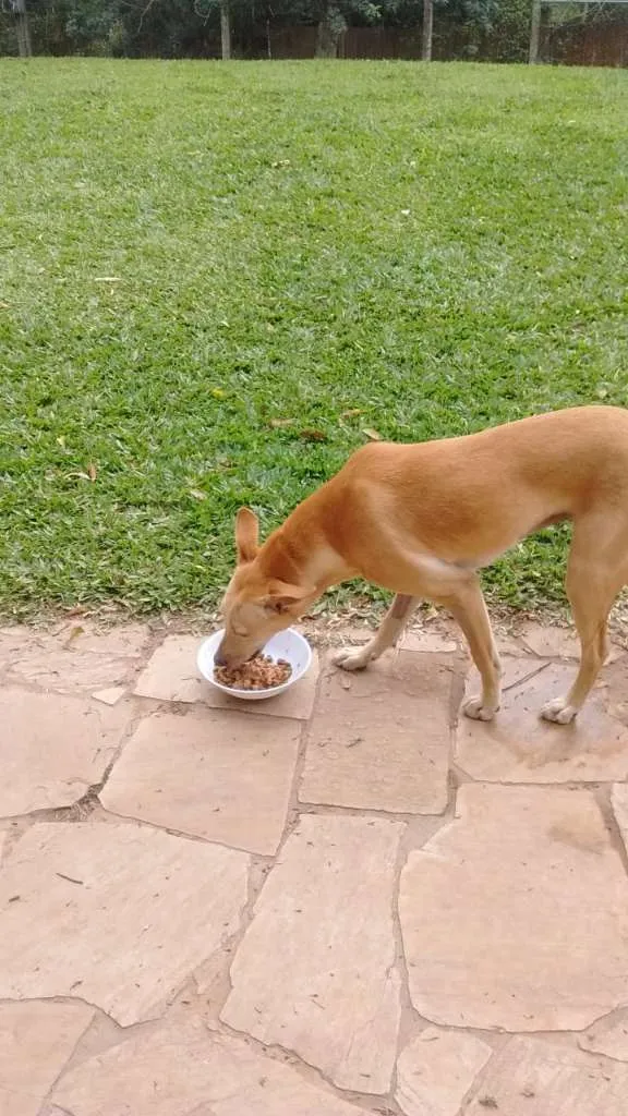 Cachorro ra a SRD idade 1 ano nome KIARA