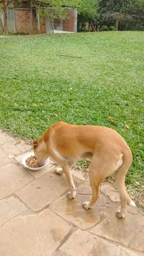 Cachorro ra a SRD idade 1 ano nome KIARA