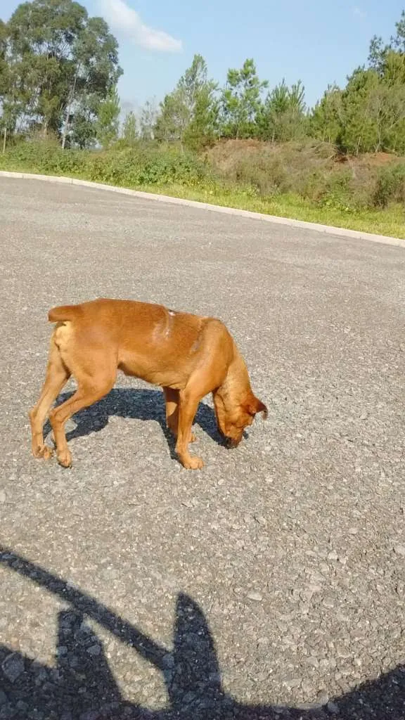 Cachorro ra a Rottweiler E SRD idade 2 anos nome À SEU CRITÉRIO