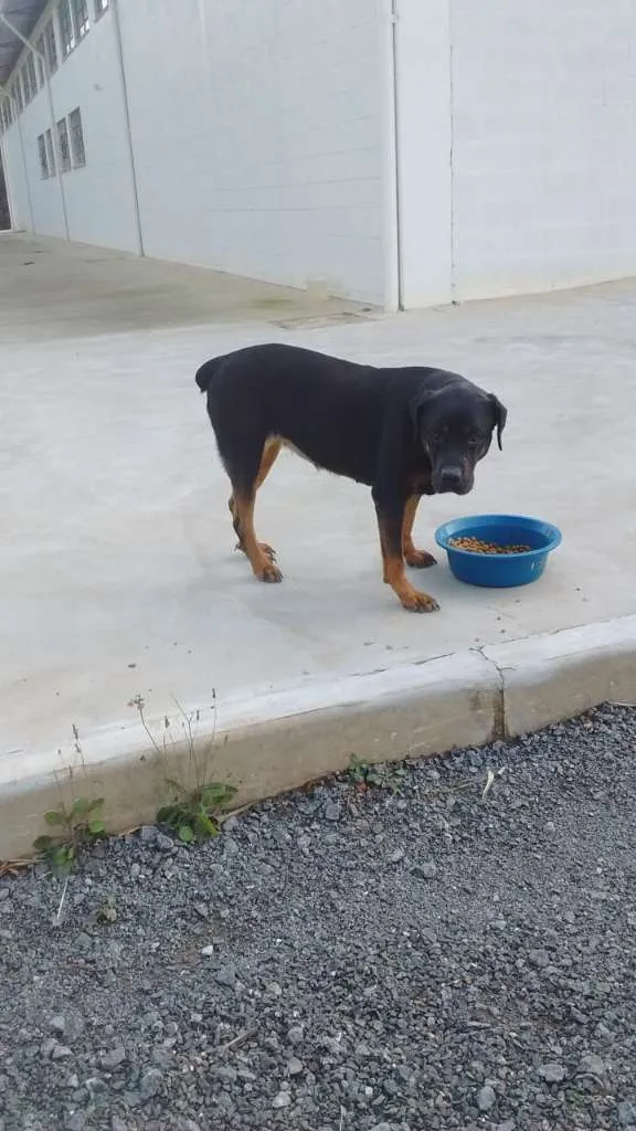 Cachorro ra a Rottweiler E SRD idade 2 anos nome À SEU CRITÉRIO