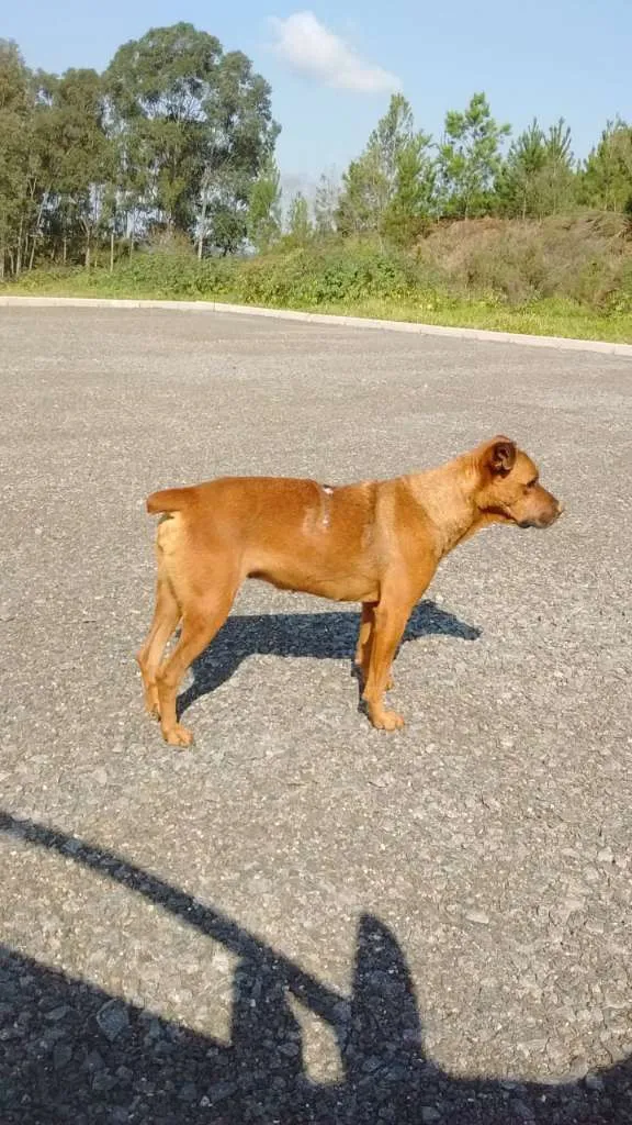 Cachorro ra a Rottweiler E SRD idade 2 anos nome À SEU CRITÉRIO