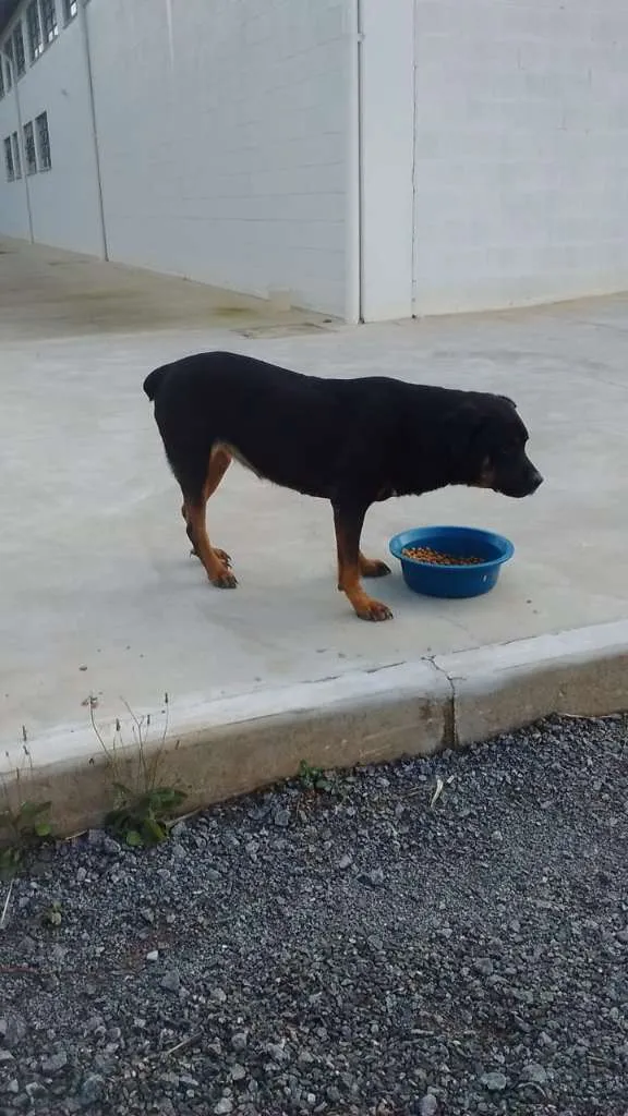Cachorro ra a Rottweiler E SRD idade 2 anos nome À SEU CRITÉRIO