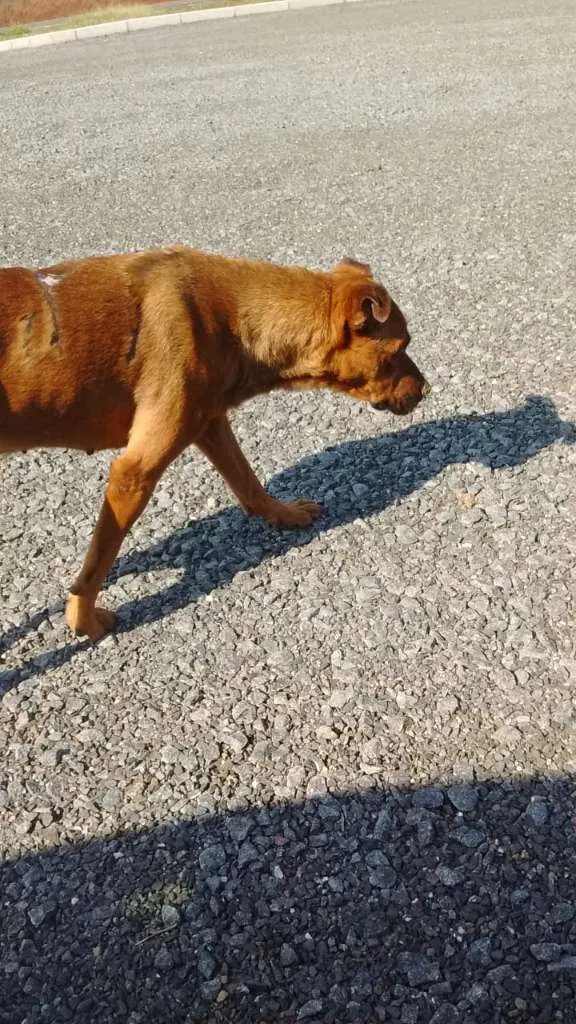 Cachorro ra a Rottweiler E SRD idade 2 anos nome À SEU CRITÉRIO