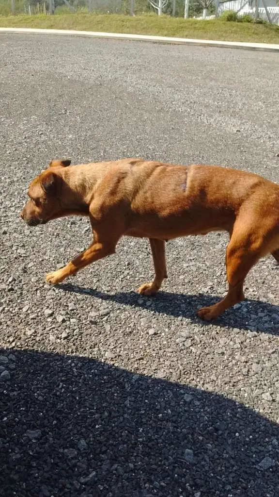 Cachorro ra a Rottweiler E SRD idade 2 anos nome À SEU CRITÉRIO