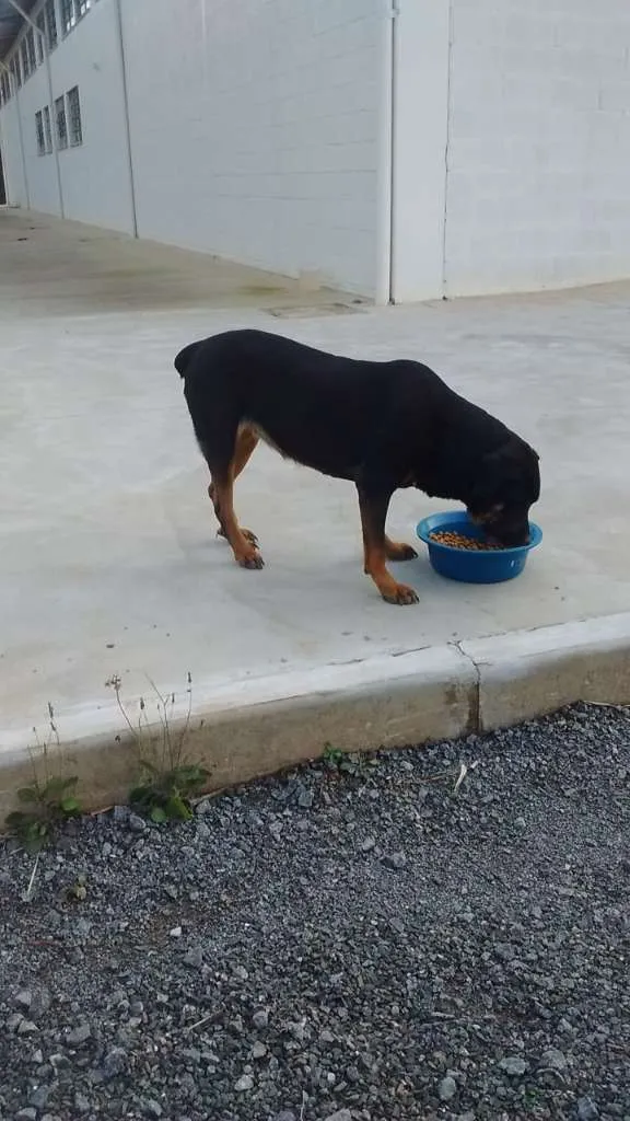 Cachorro ra a Rottweiler E SRD idade 2 anos nome À SEU CRITÉRIO