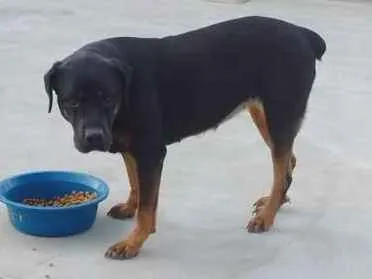 Cachorro ra a Rottweiler E SRD idade 2 anos nome À SEU CRITÉRIO