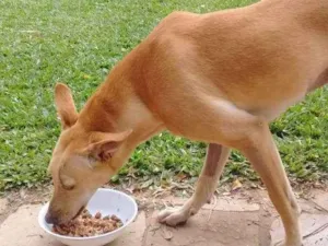 Cachorro raça SRD idade 1 ano nome KIARA