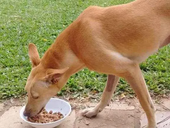 Cachorro ra a SRD idade 1 ano nome KIARA