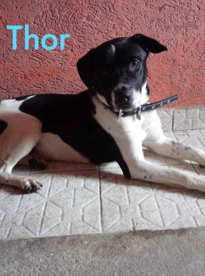 Cachorro ra a Labrador com Pitbull idade 1 ano nome Thor