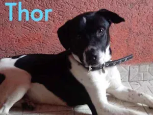 Cachorro raça Labrador com Pitbull idade 1 ano nome Thor