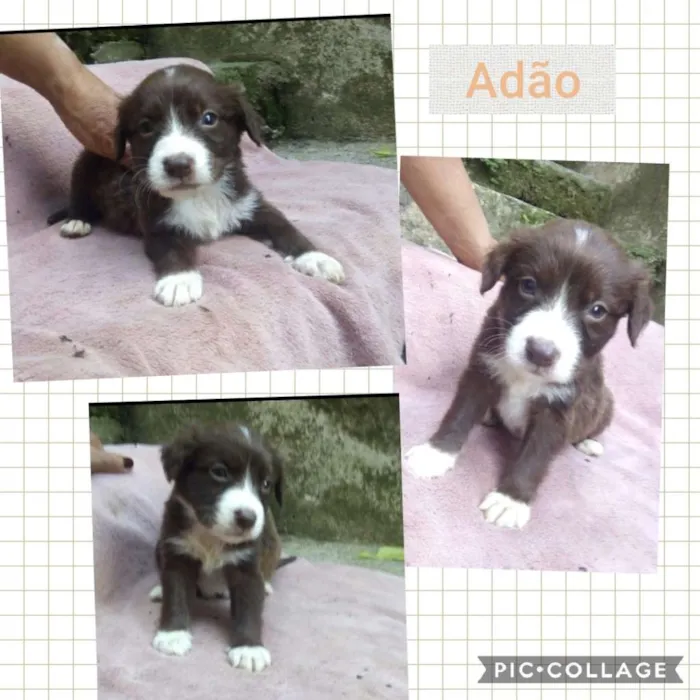 Cachorro ra a SRD-ViraLata idade 2 a 6 meses nome ADÃO