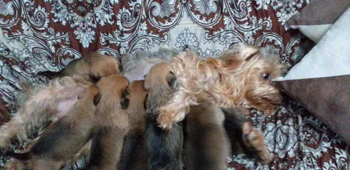 Cachorro ra a Yorkshire  idade 2 a 6 meses nome Sem nome
