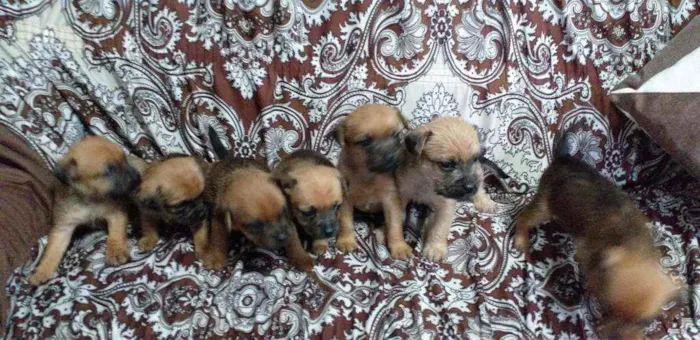 Cachorro ra a Yorkshire  idade 2 a 6 meses nome Sem nome