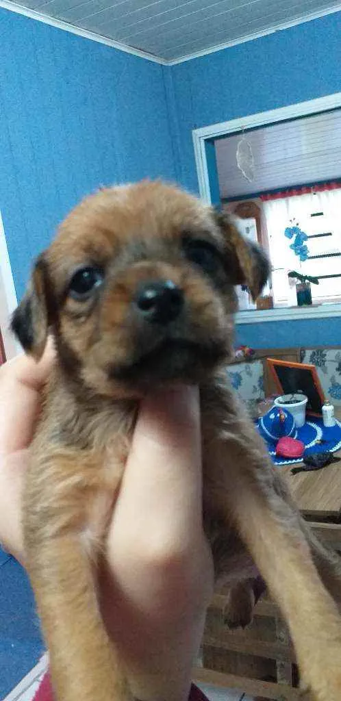 Cachorro ra a Yorkshire  idade 2 a 6 meses nome Sem nome