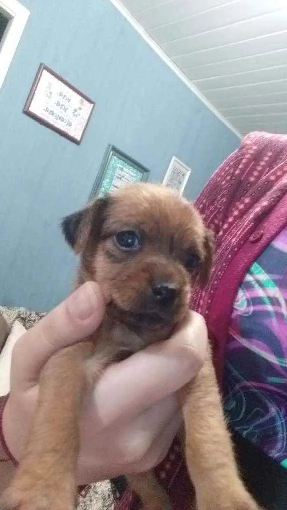 Cachorro ra a Yorkshire  idade 2 a 6 meses nome Sem nome