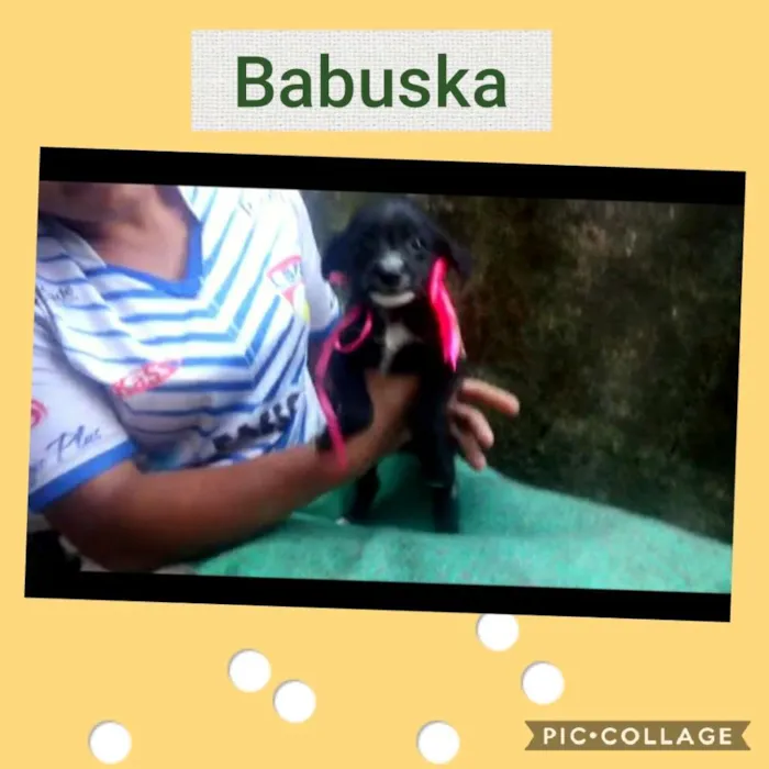 Cachorro ra a SRD-ViraLata idade 2 a 6 meses nome BABUSKA