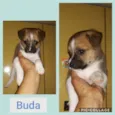 BUDA