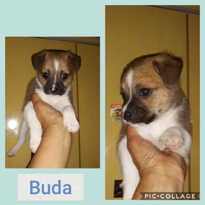 Cachorro ra a SRD-ViraLata idade 2 a 6 meses nome BUDA