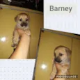 BARNEY