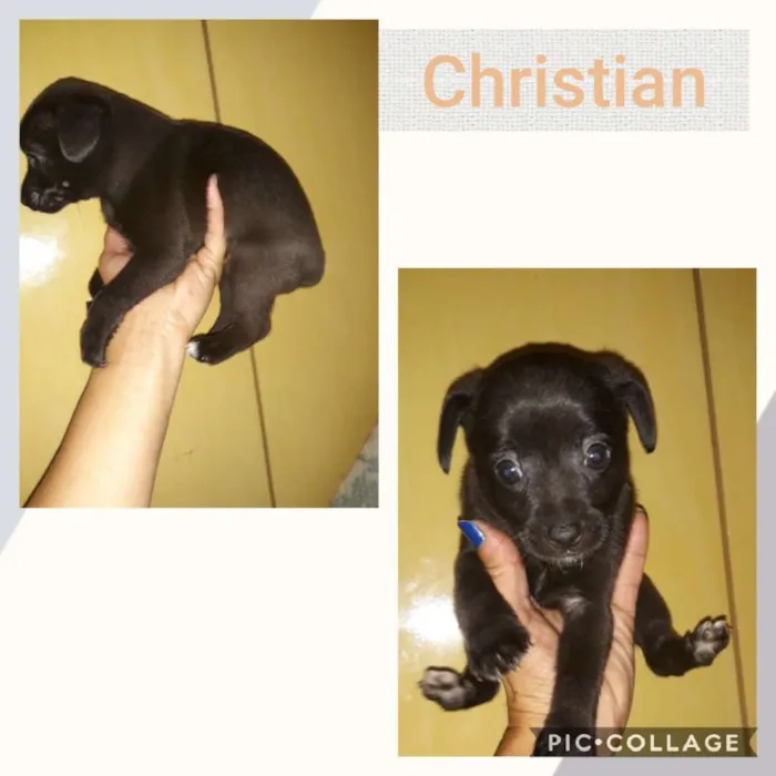 Cachorro ra a SRD-ViraLata idade 2 a 6 meses nome CHRISTIAN