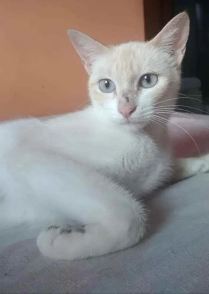 Gato ra a Srd idade 1 ano nome Chaya