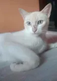 Chaya