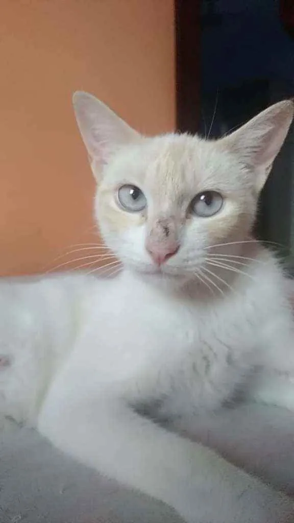 Gato ra a Srd idade 1 ano nome Chaya