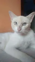 Chaya