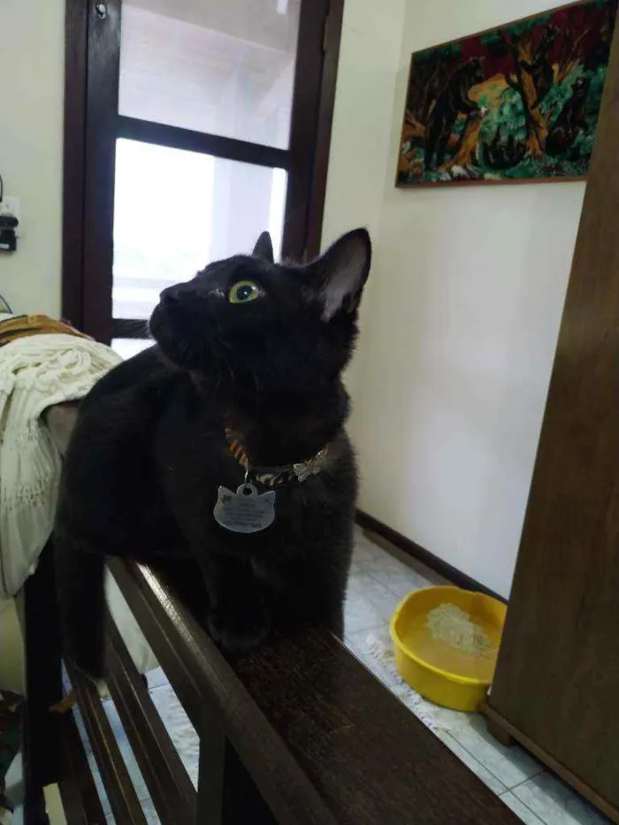 Gato ra a Sem raça idade 2 a 6 meses nome Elvira