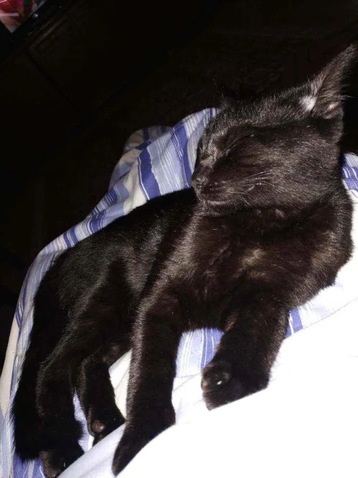 Gato ra a Sem raça idade 2 a 6 meses nome Elvira