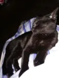 Elvira