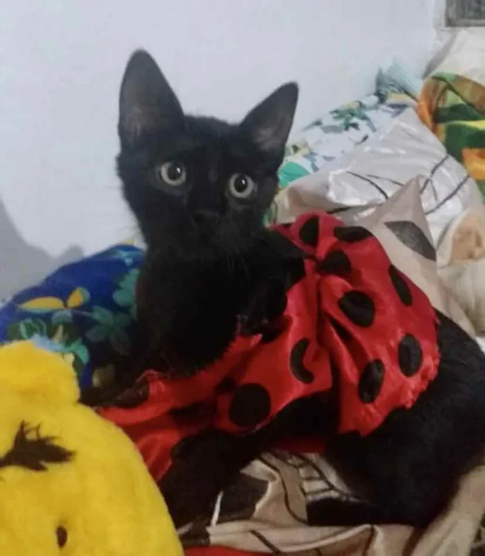 Gato ra a SRD idade 2 a 6 meses nome Cecília 