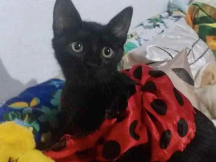 Gato ra a SRD idade 2 a 6 meses nome Cecília 