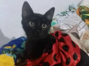 Gato raça SRD idade 2 a 6 meses nome Cecília 