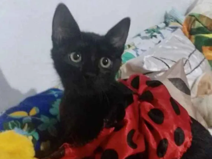 Gato ra a SRD idade 2 a 6 meses nome Cecília 